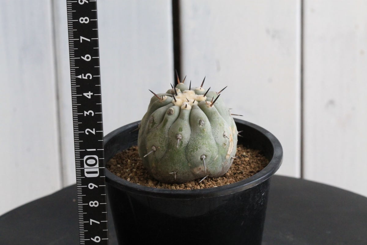 コピアポア　シネレア　短刺黒王丸 コピアポア シネレア 短刺黒王丸 Copiapoa cinerea var.unguspinu