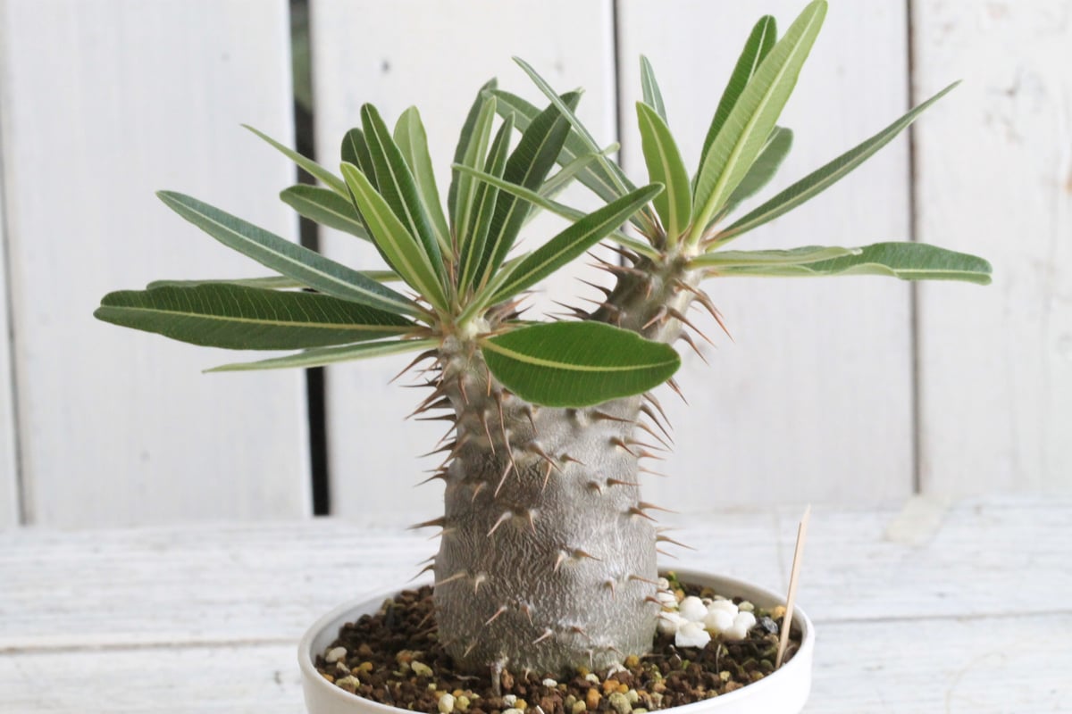 パキポディウム カクチペス　現地球 Yahoo!オークション - パキポディウム カクチペス 大株 現地球 発根済