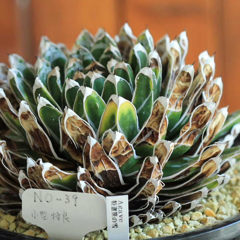 agabve 特選笹の雪 NO-39 小型特良 | hanayoshi-botanical