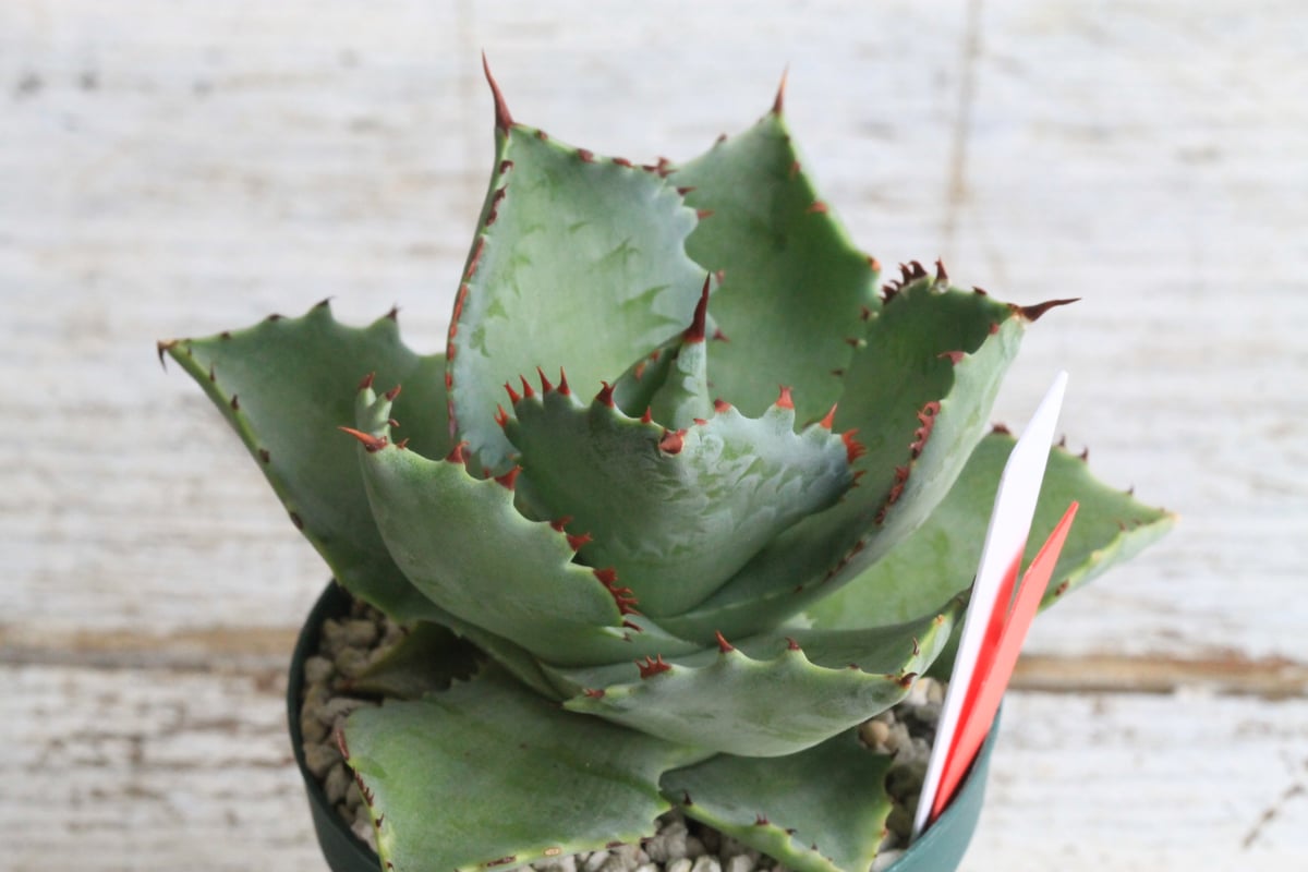 ドラゴンテゥース　カブトガニ　アガベ　ハイブリット　2枚目子株販売 ドラゴンテゥース カブトガニ アガベ ハイブリット 2枚目子株販売