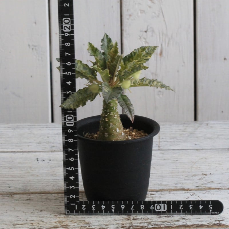 ドルステニア ホルウッディHYB | hanayoshi-botanical