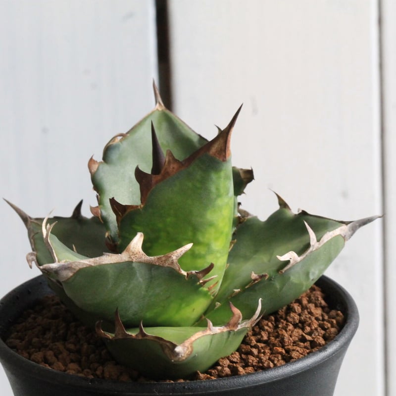 アガベチタノタFO76 アガベ・チタノタfo76 ドワーフ | trigger