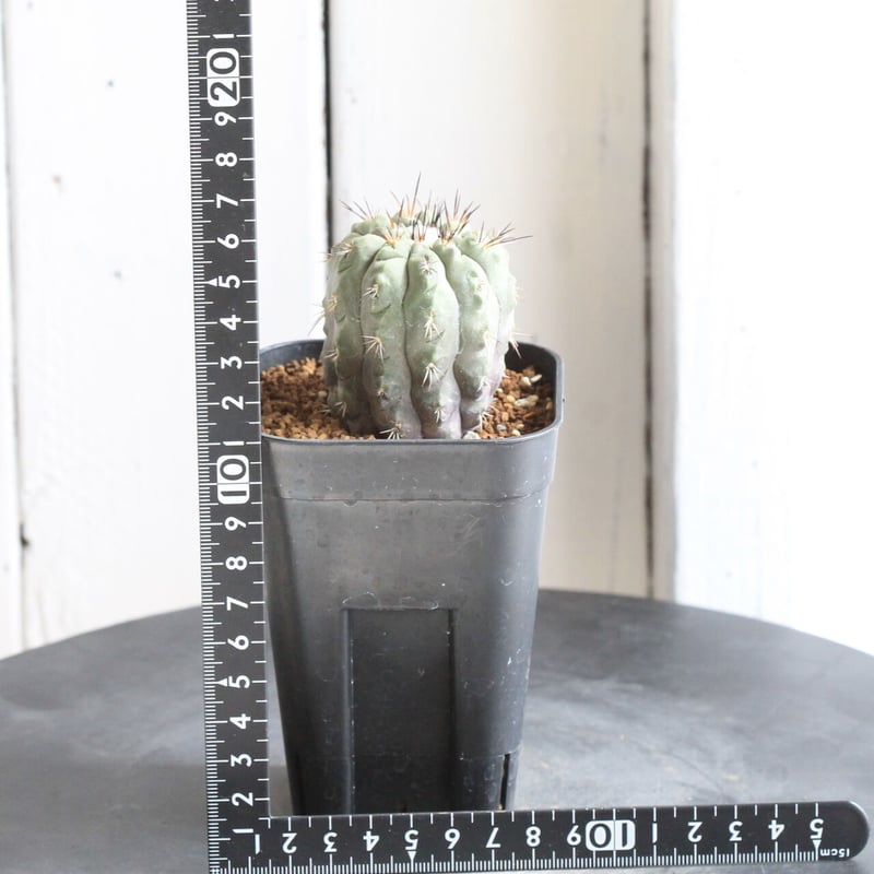 コピアポア アルチコスタータ | hanayoshi-botanical