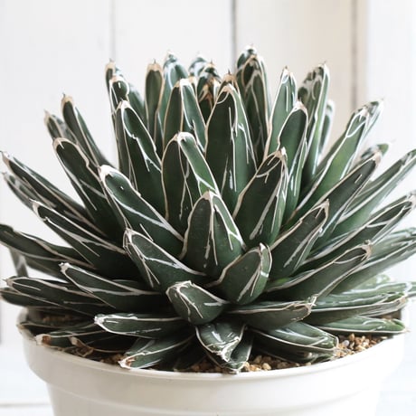Agave 特選笹の雪