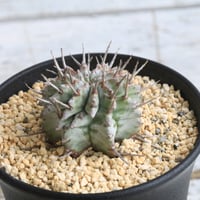 ユーフォルビア　大型アルバ④