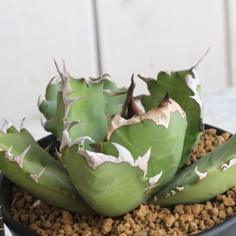 アガベチタノタ ホワイトホーク konect fang セット Konect white fang