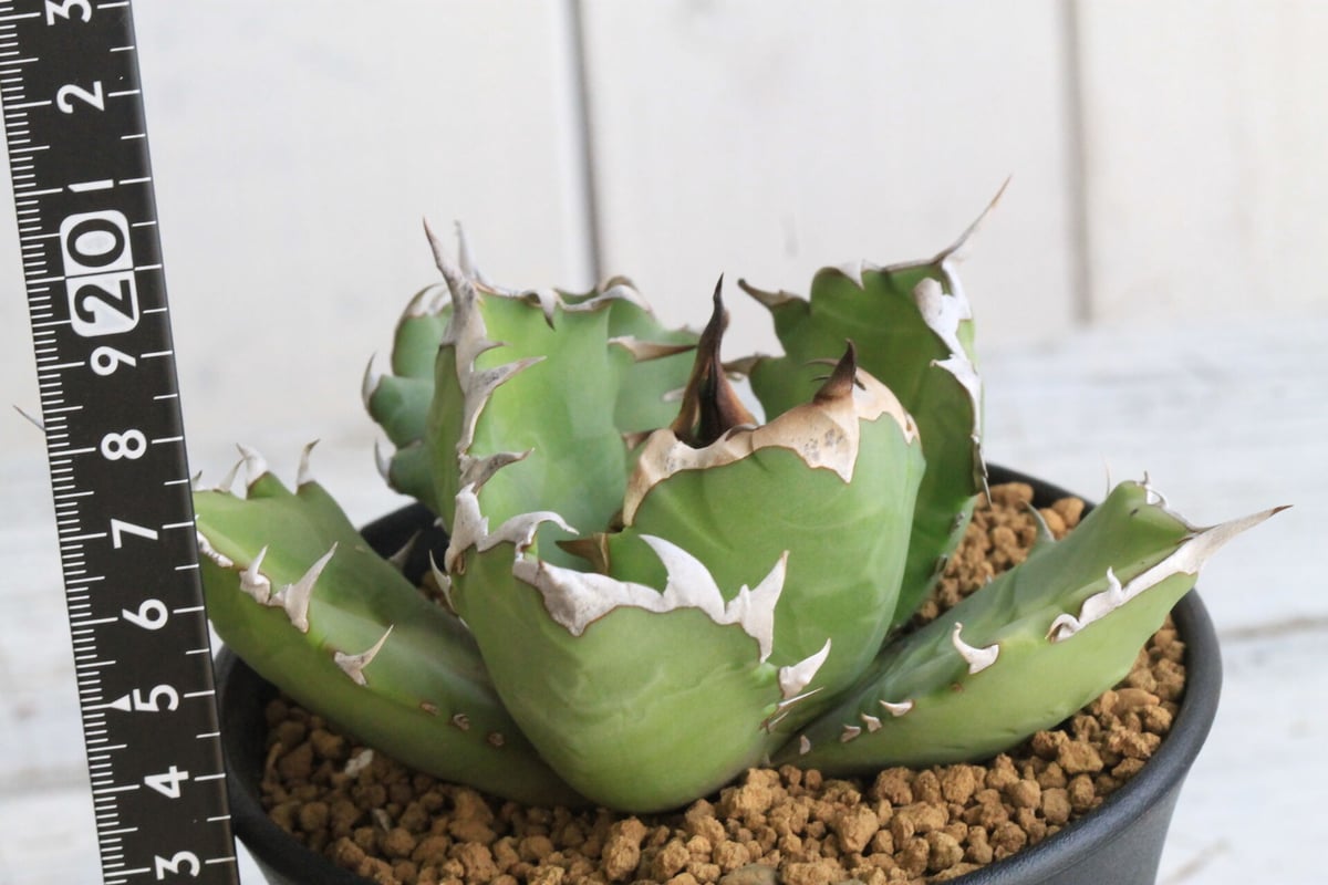 アガベ チタノタ　農大No.1 親株 Agave titanota No,1【アガベ・チタノタ・農大No,1】 | RIMO'S