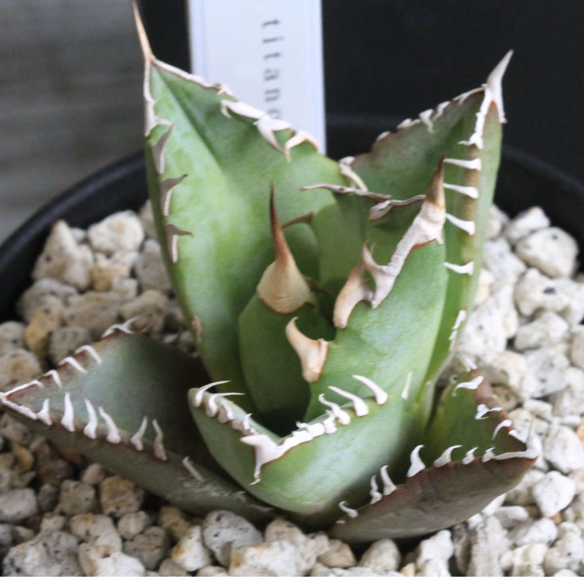 アガベ チタノタ FO076 No name⑩ | hanayoshi-botanical アガベ チタノタ FO076 No name⑩ | hanayoshi-botanical