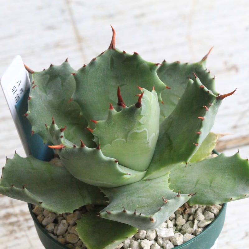 アガベ イシスメンシス 旧雷帝① | hanayoshi-botanical