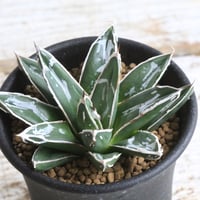 アガベ 氷山 | hanayoshi-botanical