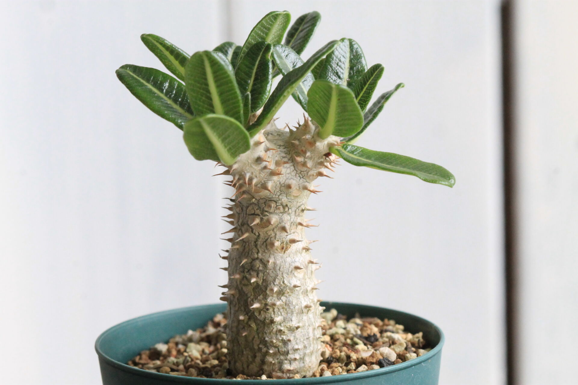 【落葉中含む】パキポディウムタッキー8株② パキポディウム タッキー | hanayoshi-botanical