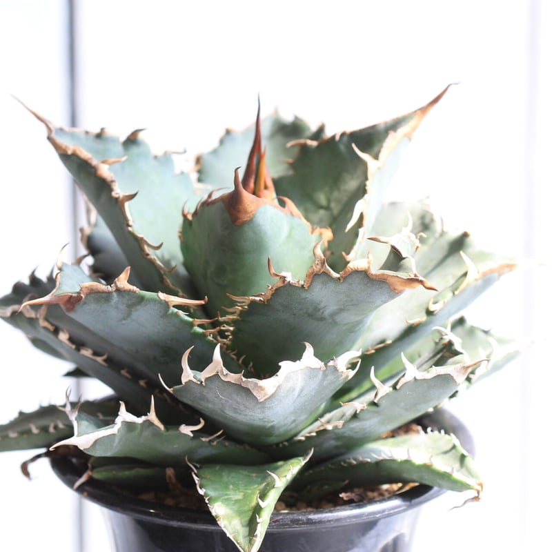 アガベ　チタノタ　牡丹厳竜　2head アガベ チタノタ 牡丹厳竜 2head アガベ チタノタ 牡丹厳竜