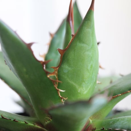 Agave ホリダ
