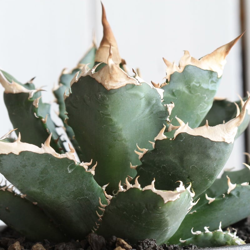 アガベ チタノタ（特選US輸入株） | hanayoshi-botanical