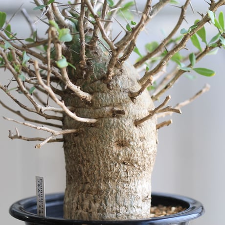 Fouquieria コルムナリス