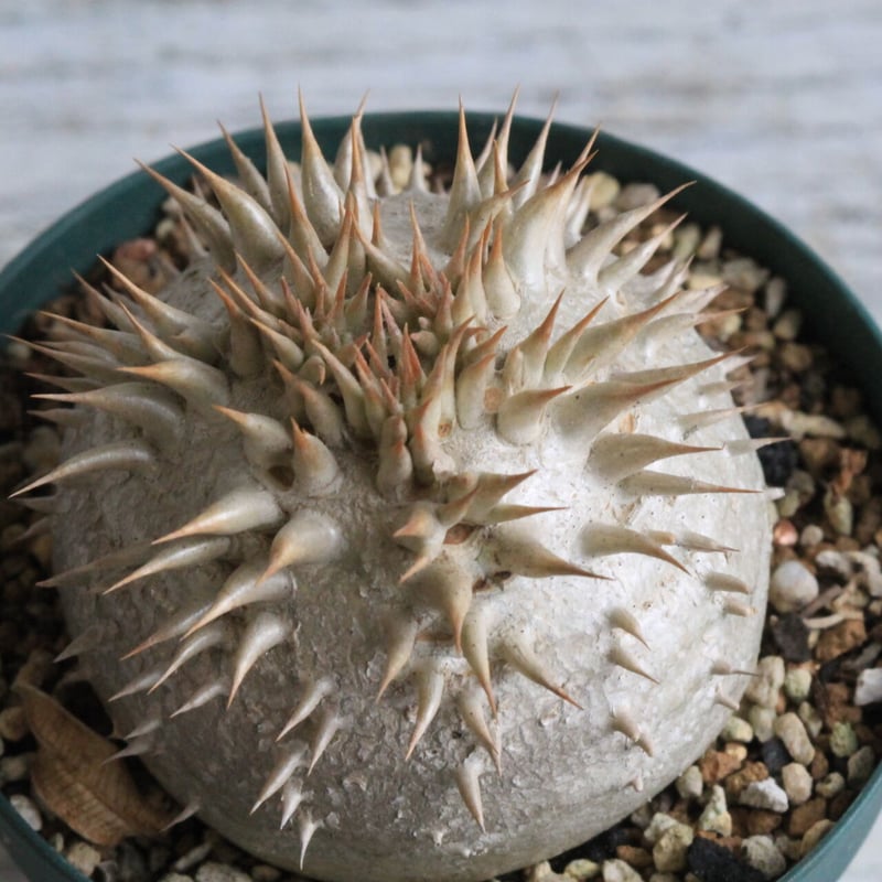 パキポディウム　レウコキサンツム パキポディウム レウコキサンツム | BizarrePlants Ueshin