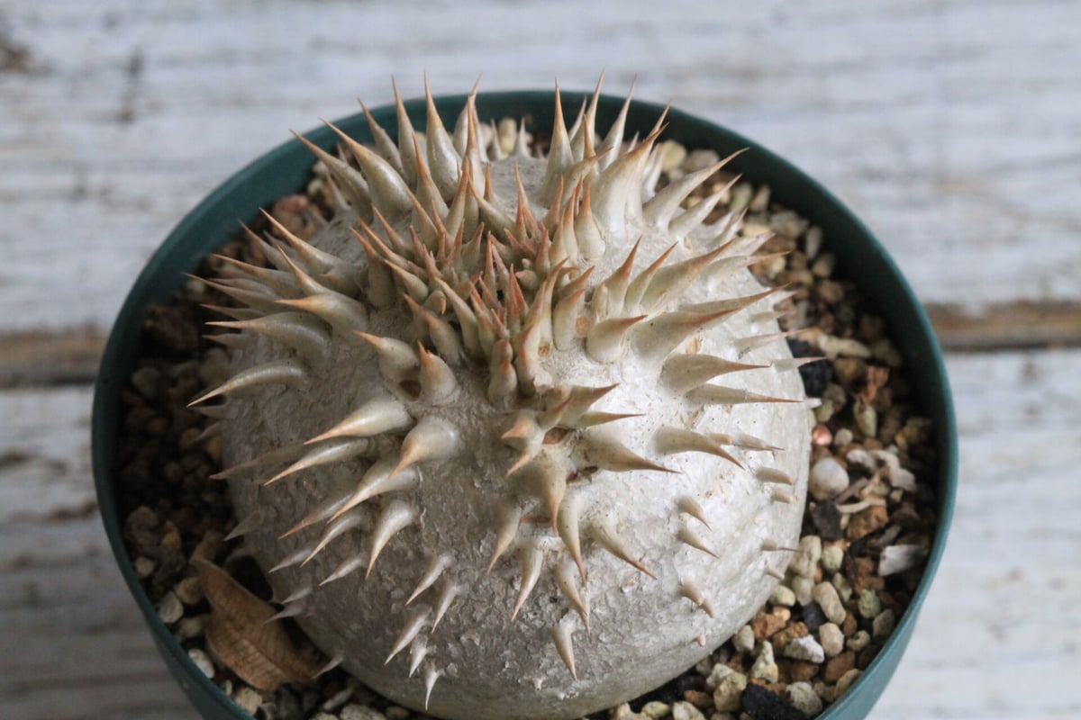 パキポディウム レウコキサンツム | hanayoshi-botanical