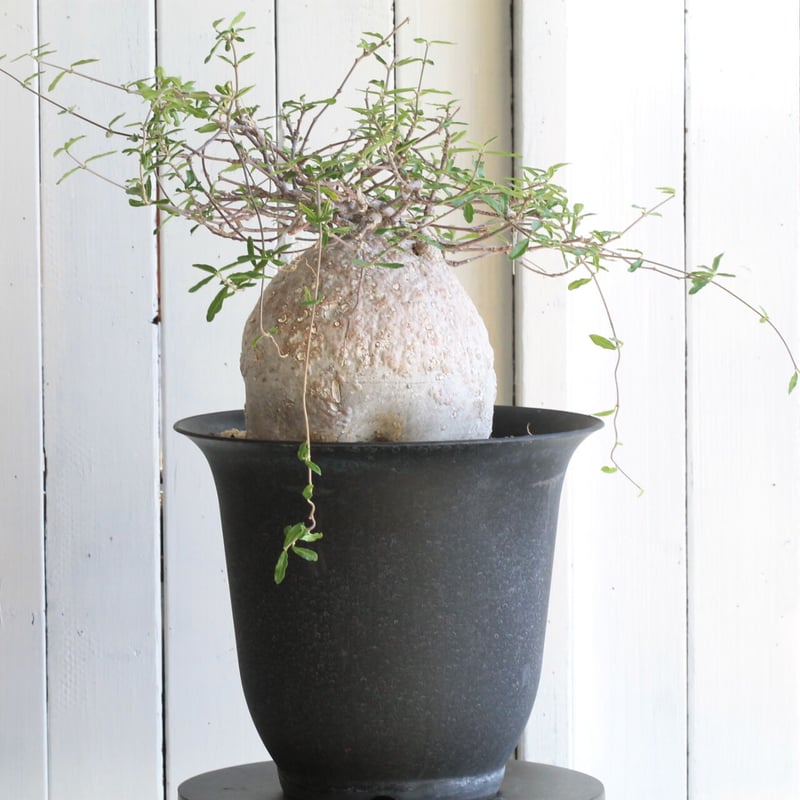 フォッケア エデュリス（火星人）　鉢ごと発送 フォッケア エデュリス（火星人） | hanayoshi-botanical