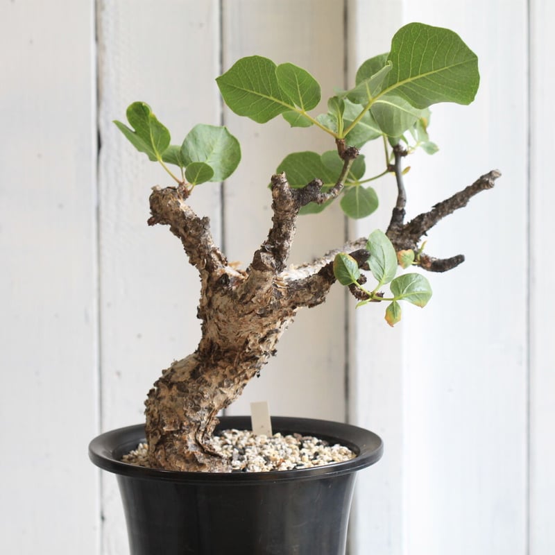 コミフォラ グイドッティ | hanayoshi-botanical