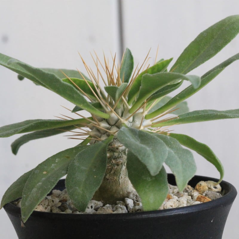 パキポディウム ナマクアナム 光堂（実生）① | hanayoshi-botanical