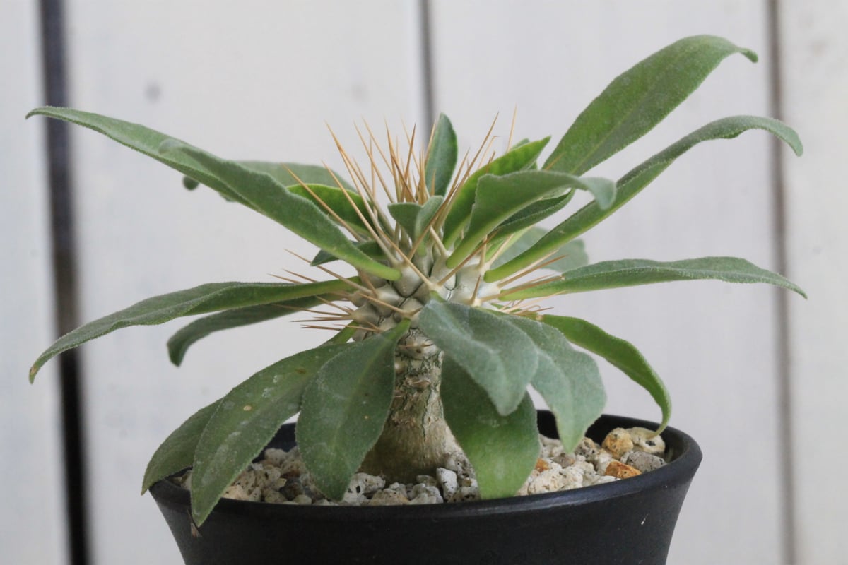 パキポディウム ナマクアナム 光堂（実生）① | hanayoshi-botanical