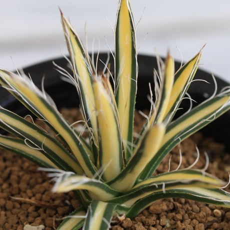 Agave 姫乱雪黄中斑