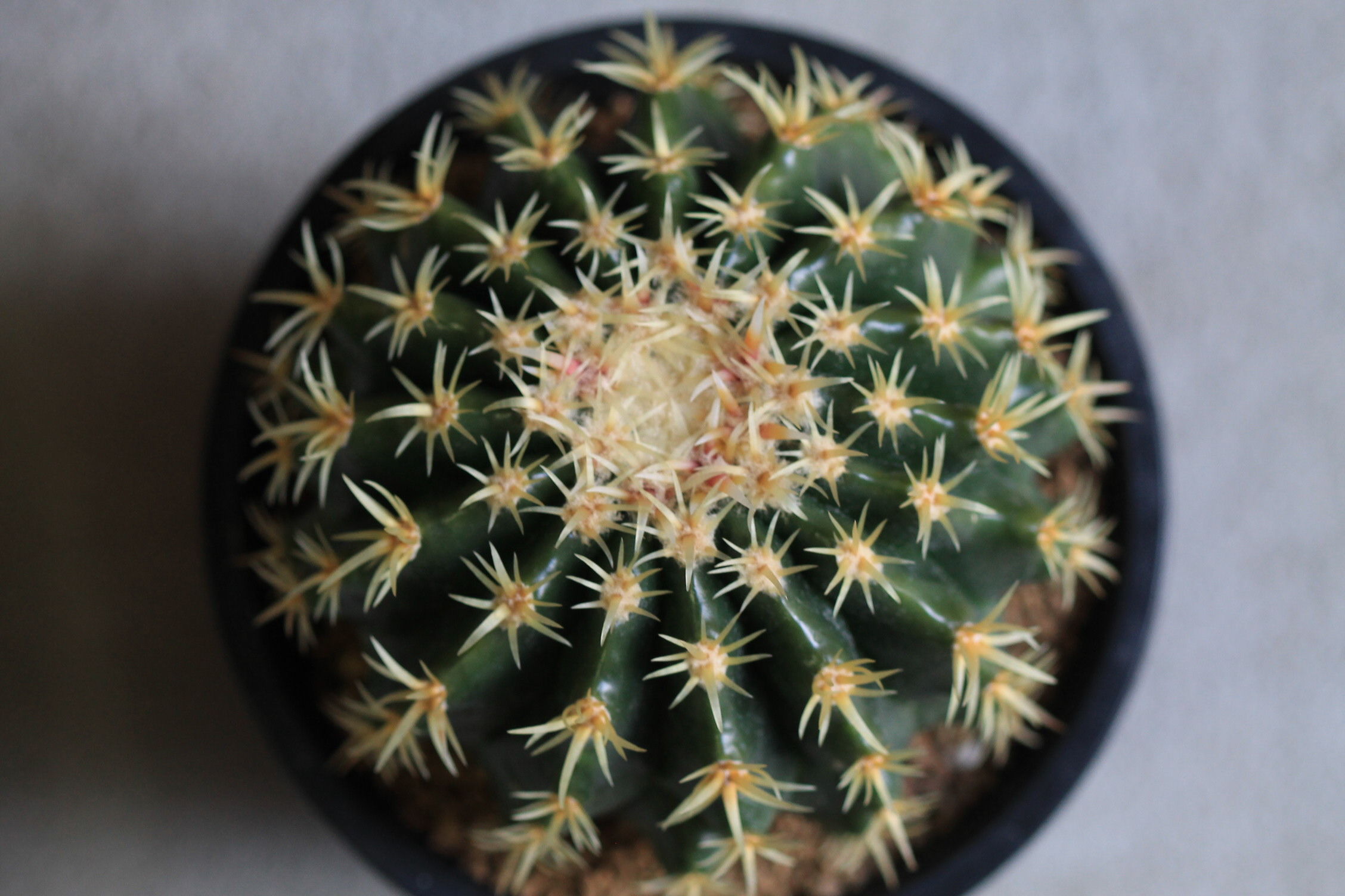 Echinocactus プラチナ金鯱 | hanayoshi-botanical