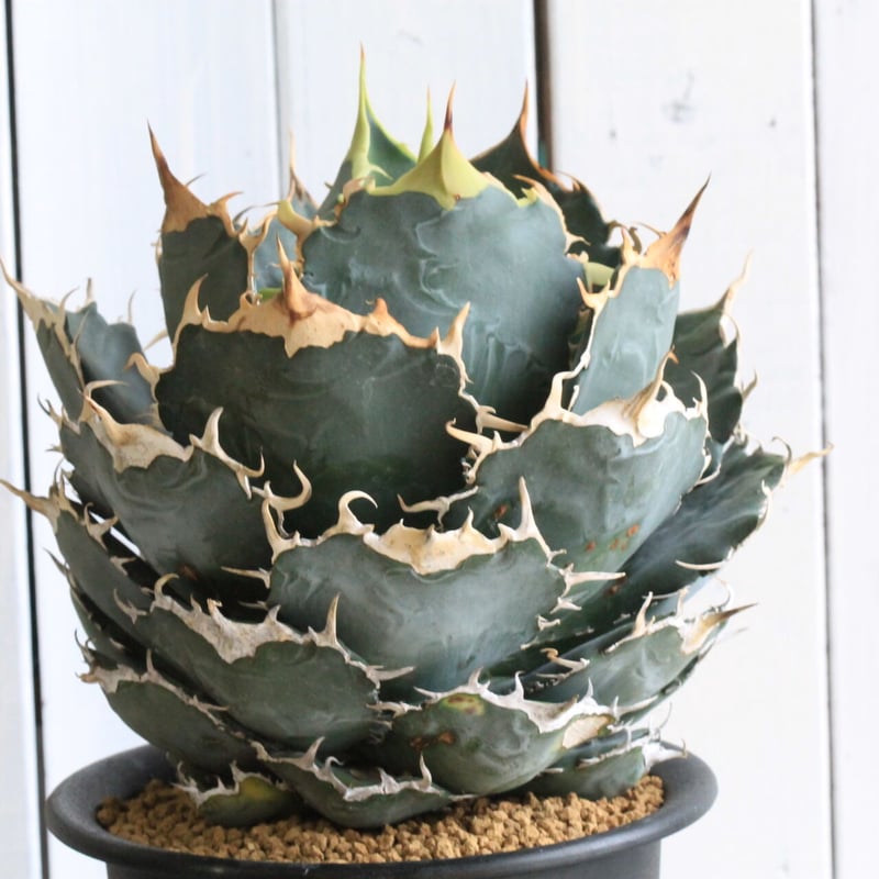 アガベ チタノタ 白鯨 | hanayoshi-botanical