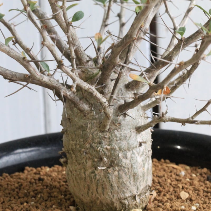 フォークイエリア コルムナリス 観峰玉 | hanayoshi-botanical