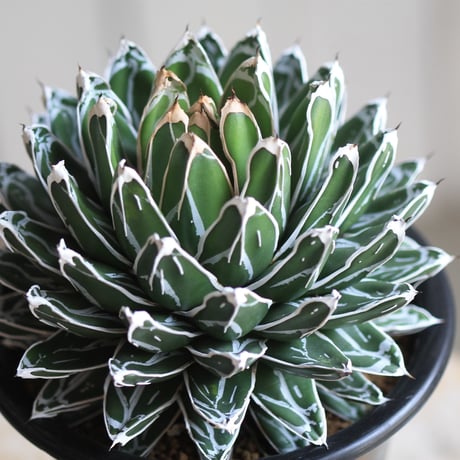 児玉姫笹の雪 | STORES