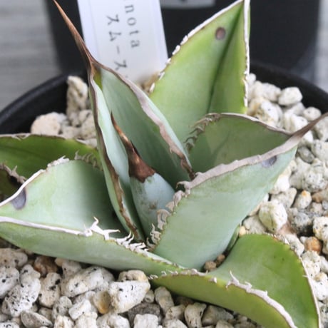 アガベチタノタ ホワイトホーク konect fang セット Konect white fang