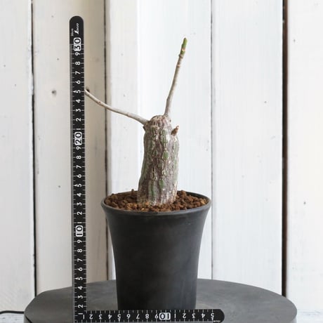 ボンバックス　エリプチカム