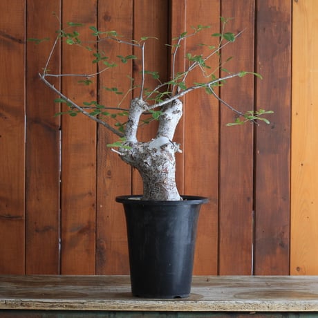 commiphora　オルビクラリス