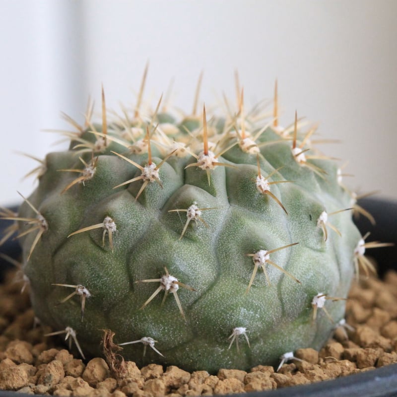 コルムナアルバ 実生 鉢植えメルカリ便送料込み コピアポア コルムナ アルバ（実生） | hanayoshi-botanical