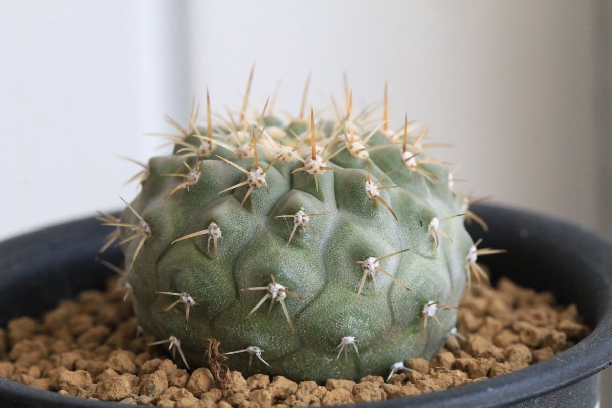 コピアポア コルムナアルバ y鉢付き botanize 【公式通販】