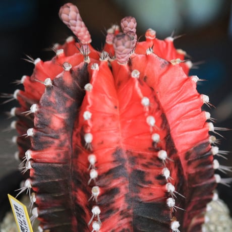 Gymnocalycium 緋牡丹錦