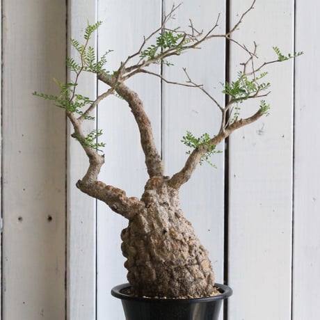 オペルクリカリア　パキプス