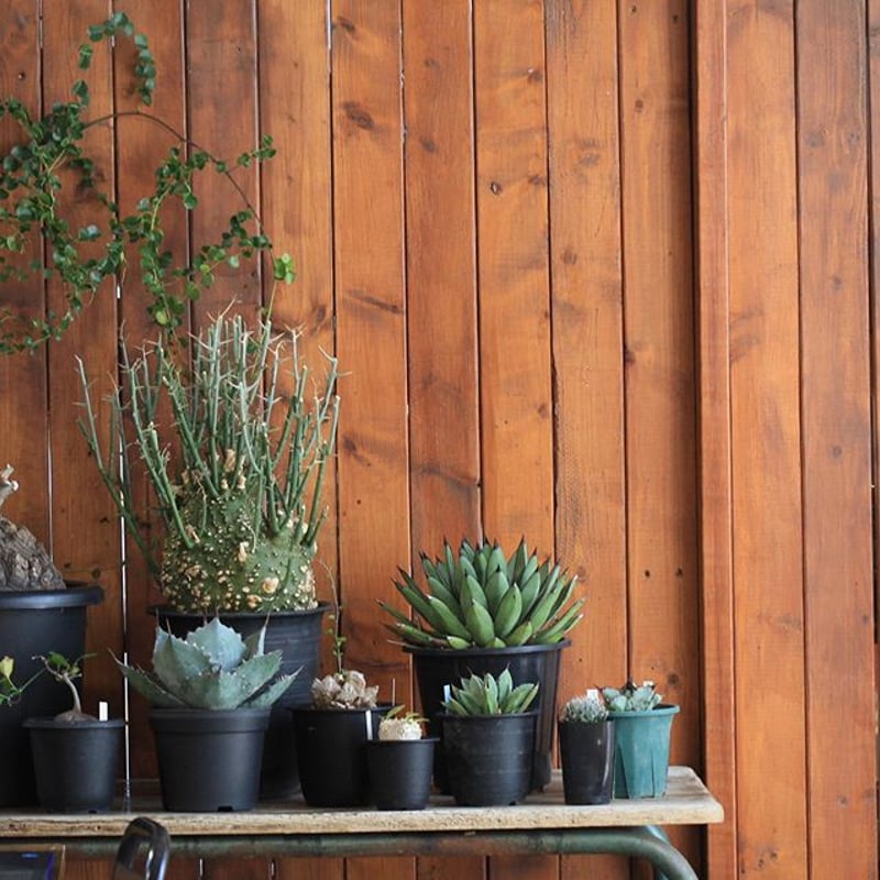 Agave Royal Spin アガベ ロイヤルスピン | hanayoshi-botanical