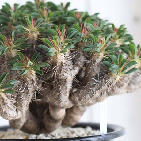 Euphorbia ギラミニアーナ