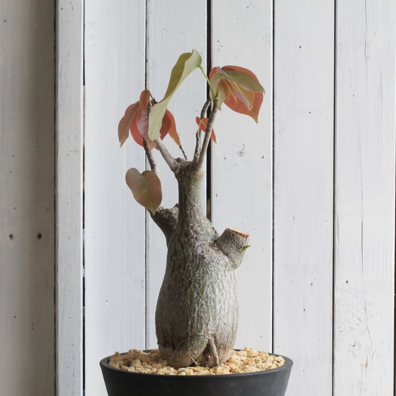 ボンバックス エリプチカム 実生 | hanayoshi-botanical ボンバックス エリプチカム 実生 | hanayoshi-botanical