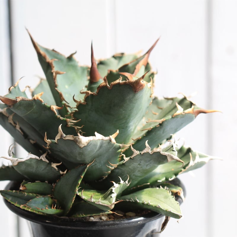 アガベ チタノタ 厳竜 | hanayoshi-botanical