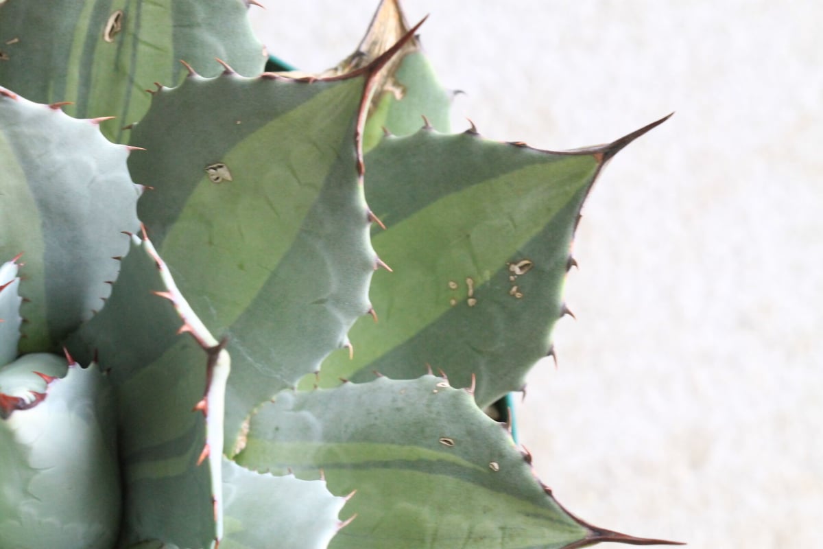 希少】アガベパリーパリー錦カキコ+ オマケ