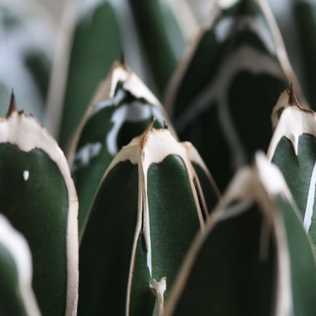 Agave 特選笹の雪
