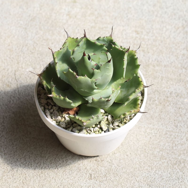 アガベ イスツメンシス 雷帝（旧） | hanayoshi-botanical