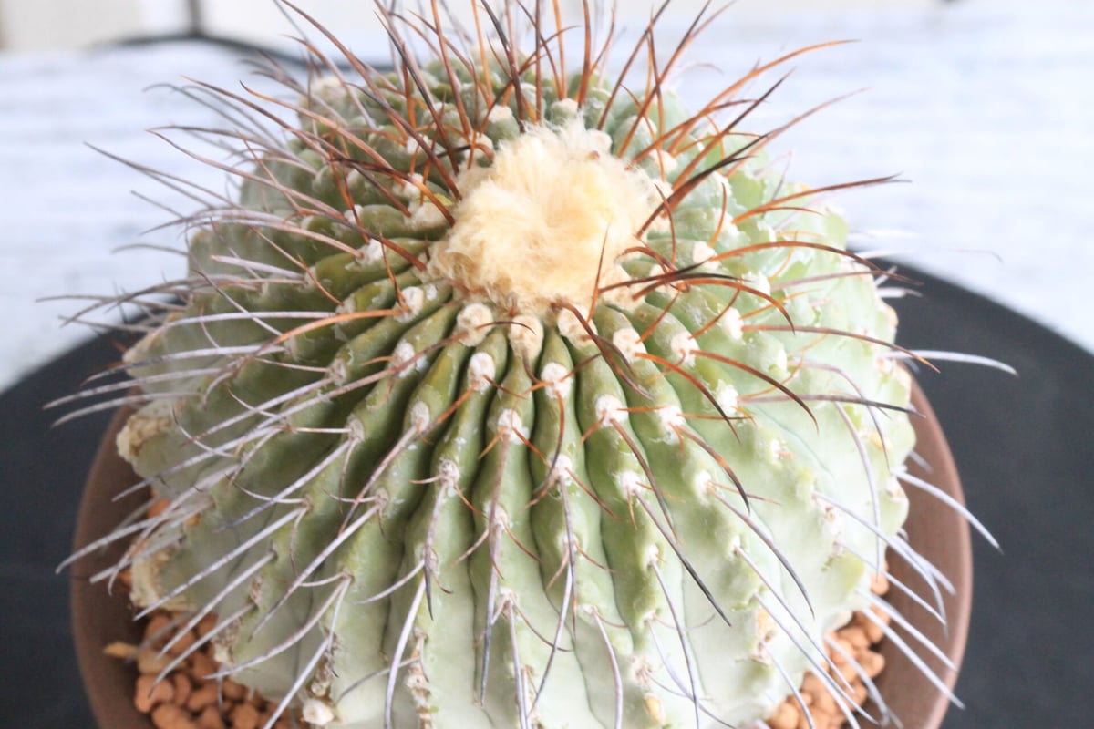 コピアポア ディアルバータ 黒士冠 (現地球) | hanayoshi-botanical