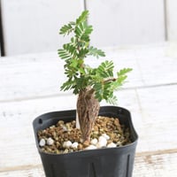 ユッカ アロイフォリア（中斑） | hanayoshi-botanical