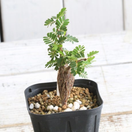 Masaさん専用グラキリス＋センナメリディオナリス sennameridionalis センナ開花🌼 初めて見ました