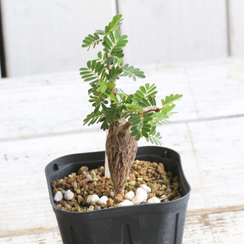 センナメリディオナリス　実生 沖縄実生株】センナ メリディオナリス Senna meridionalis No.1