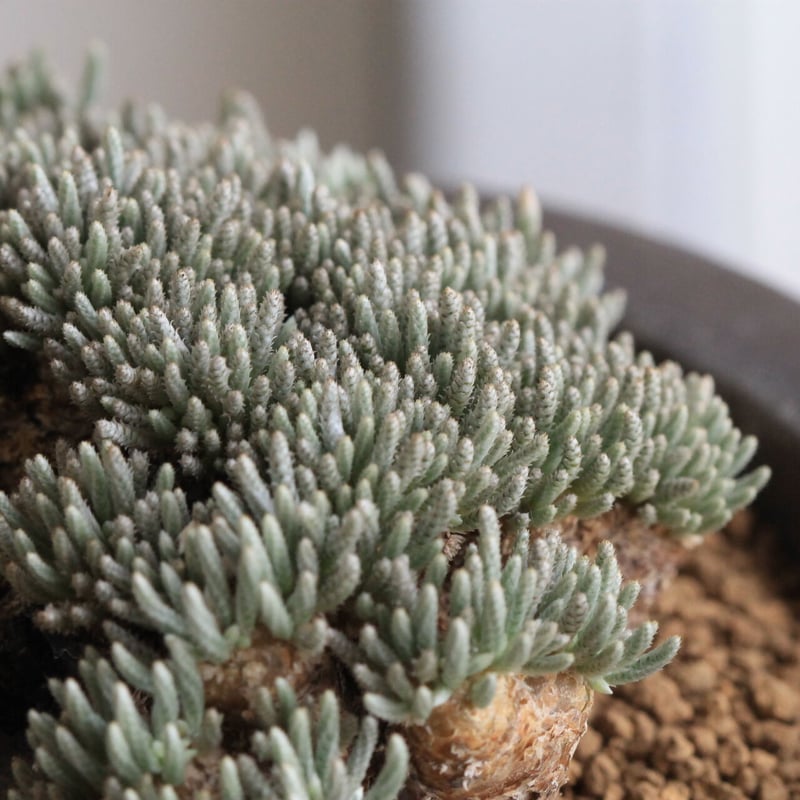 アボニア クイナリア | hanayoshi-botanical