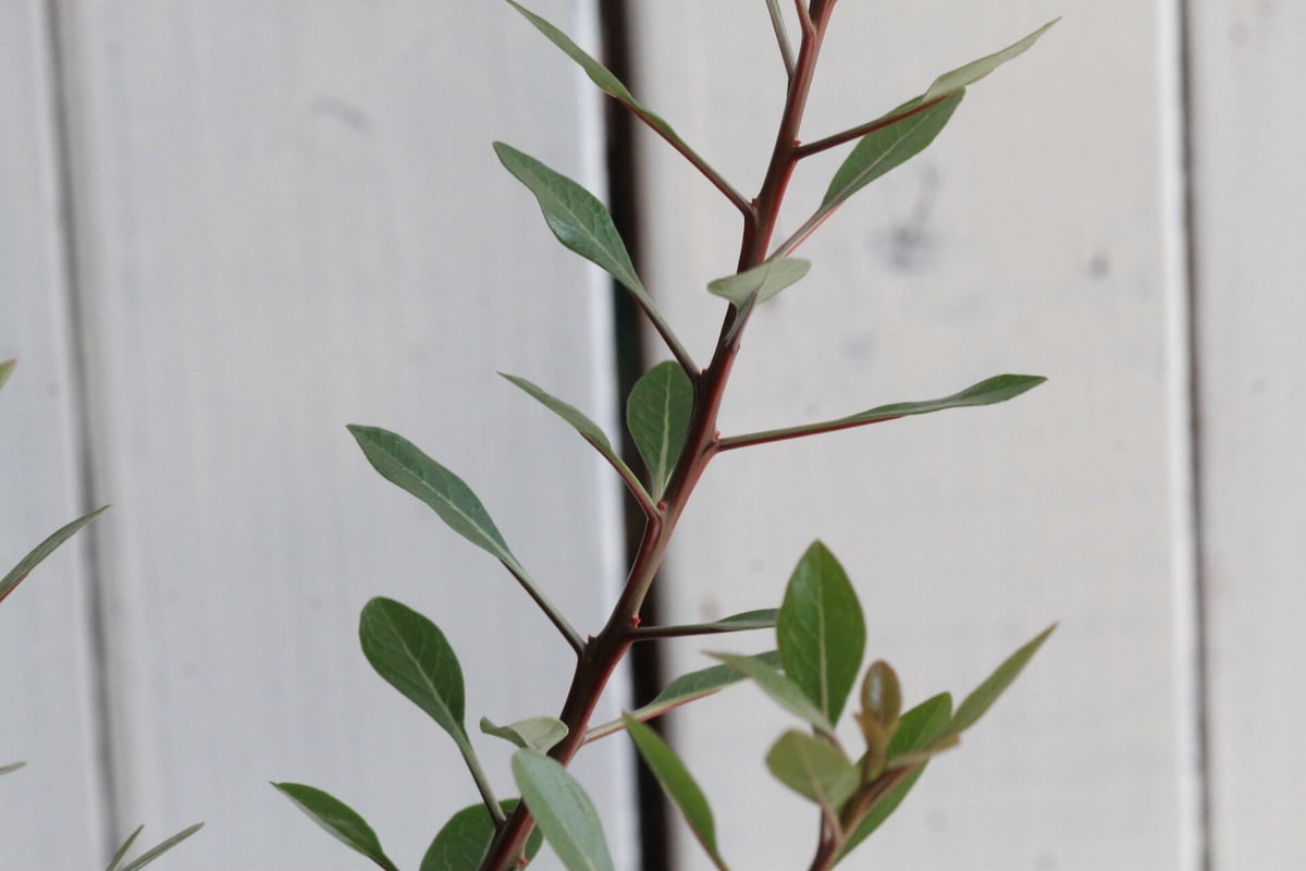 フォークイエリア ファシクラータ | hanayoshi-botanical